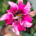 Single Petal Red and White Adenium Plant