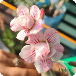 Triple Petal Pink Flower Adenium Plant