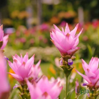 Pink Curcuma Flower Bulbs( Pink Siam Splash Tulip Bulbs/Pink Summer Tulip Bulbs)