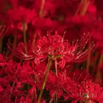 Lycoris radiata red spider lily bulb with bright red flowers blooming in garden India