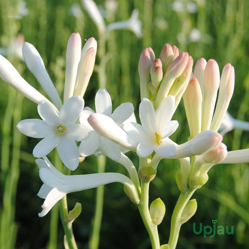 Rajnigandha Single Petal Tuberose Flower Bulbs