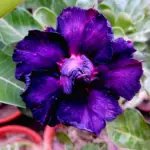 Adenium Nadira Triple Petal Violet Purple flowering plant in pot for balcony garden India
