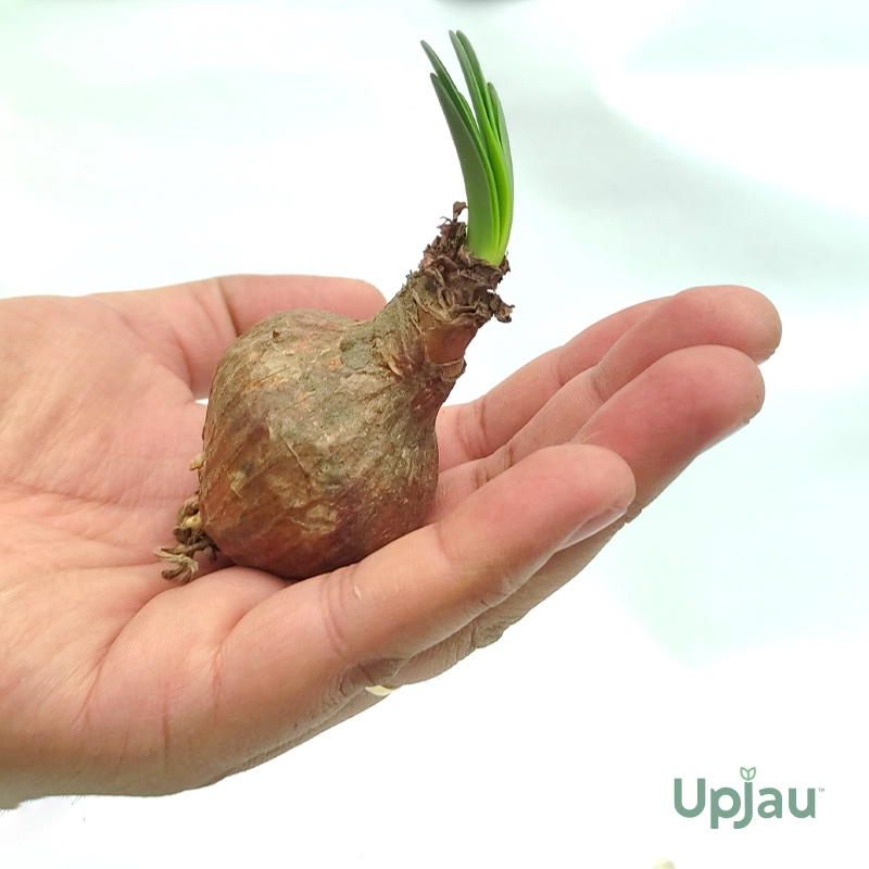 Eucharis Amazon Lily Bulbs - Image 3