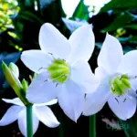 Buy Amazon lily bulbs online in India with fragrant white flowers