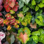 Buy Caladium Mix Colour Bulbs online India healthy caladium bulb for planting