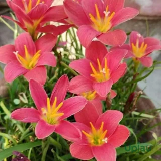 Rain Lily Zephyranthes Rose Bulb (Seemar)