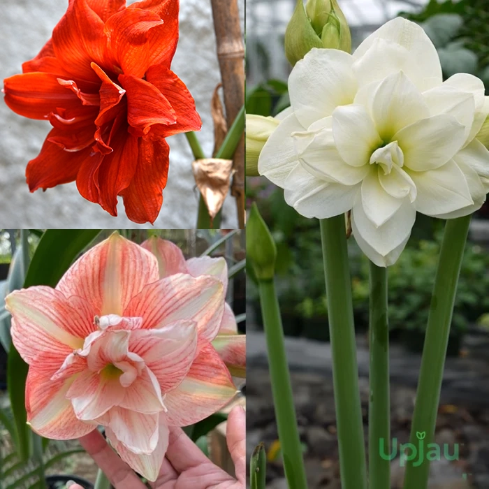 Double Petal Amaryllis Lily flower bulbs