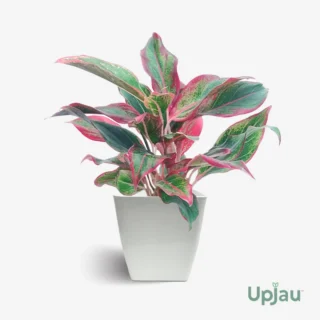 Aglaonema Lipstick plant