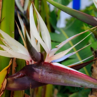 Bird of Paradise Plant (Strelitzia Reginae)