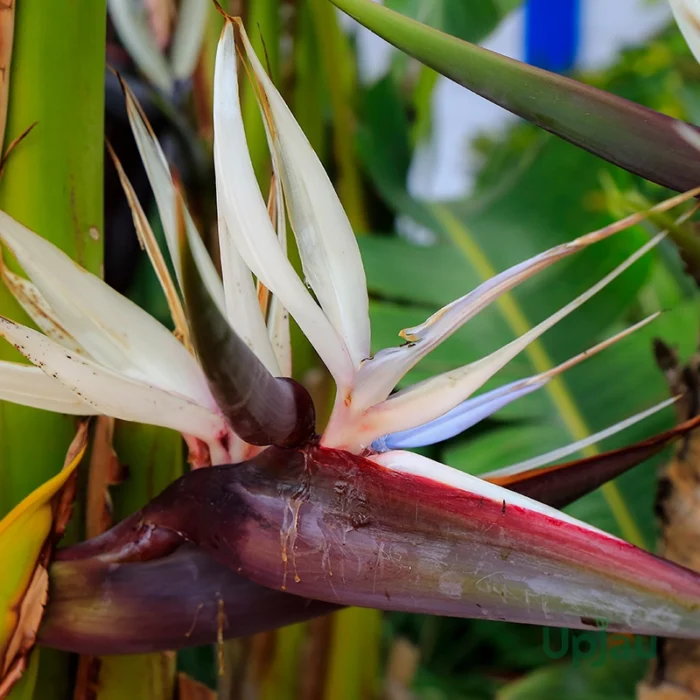 Bird of Paradise Plant (Strelitzia Reginae)