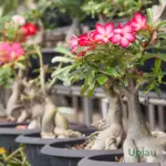 Desert rose adenium plant with bright pink flowers blooming
