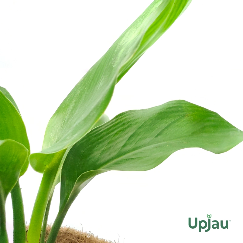 Low maintenance Bird of Paradise indoor plant in decorative pot