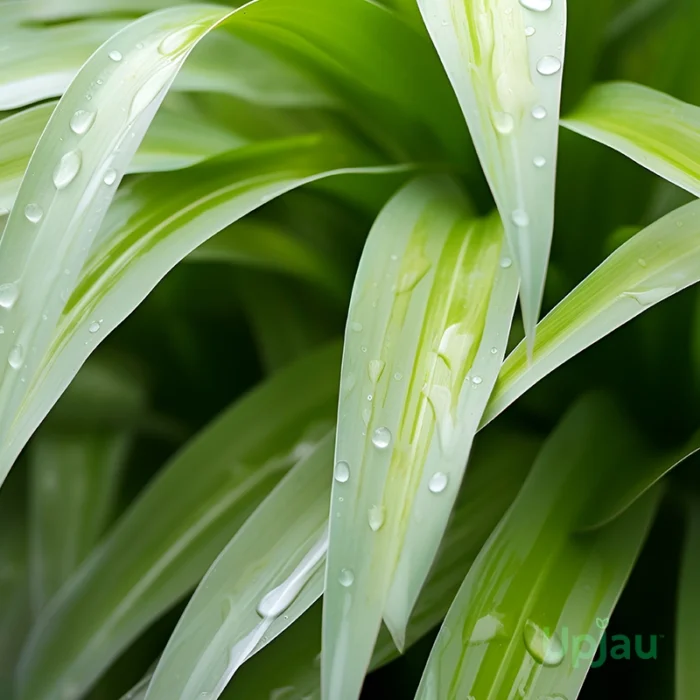 buy green spider plant online