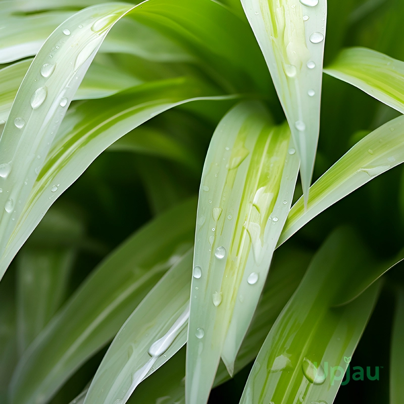 buy green spider plant online