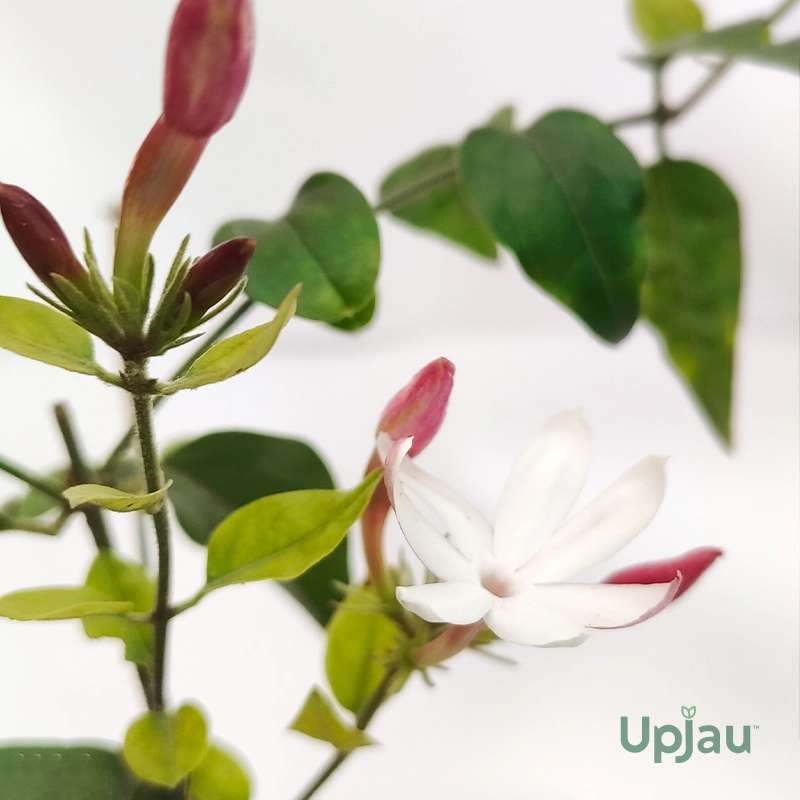 Kunda / Downy Jasmine Plant (Sapling) - Image 2