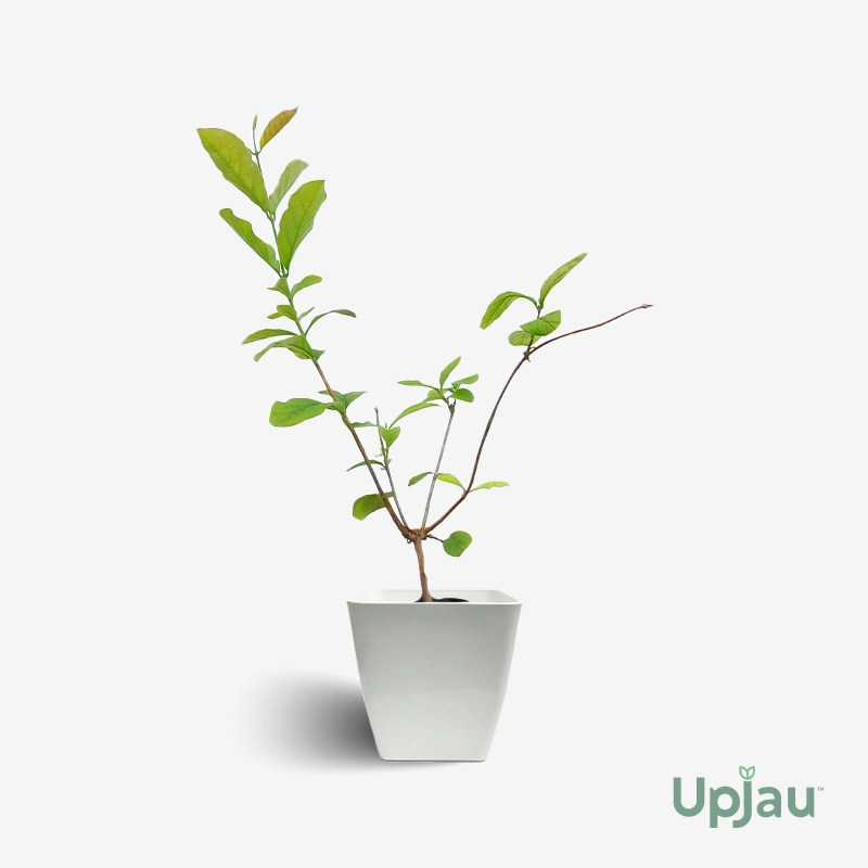 Madhumalti Rangoon Climber - Image 3