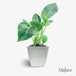 Premium Philodendron Birkin Plant with Glossy Green and White striped Leaves