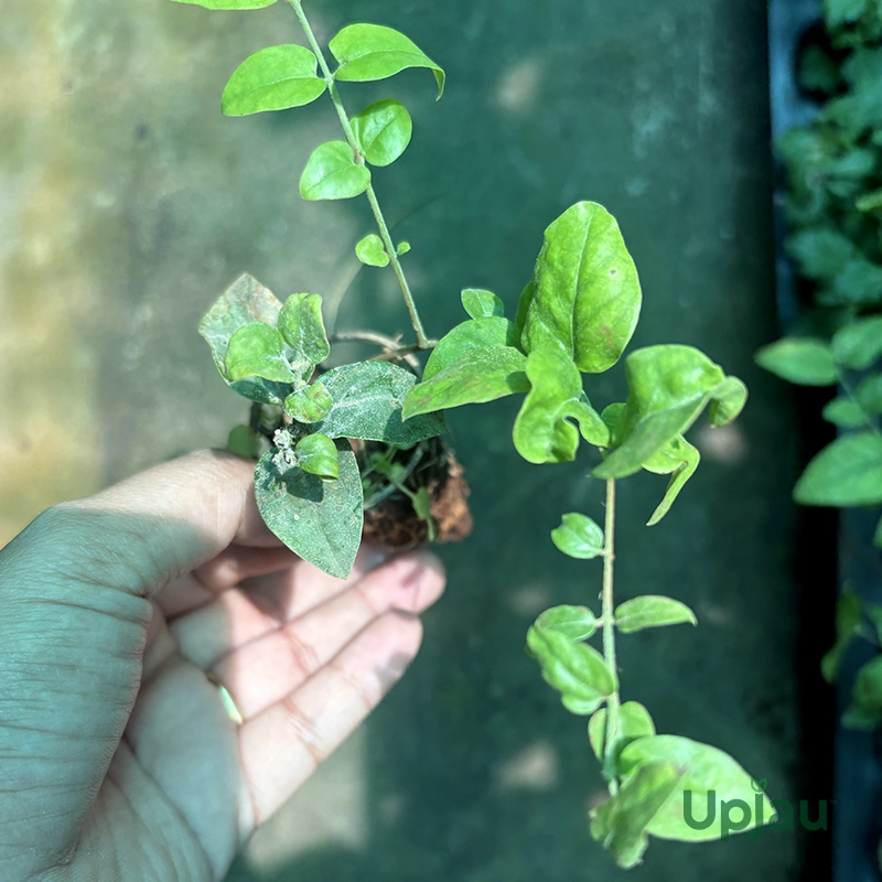 owny Jasmine Plant Sapling – easy-care flowering Jasmine for home garden in India