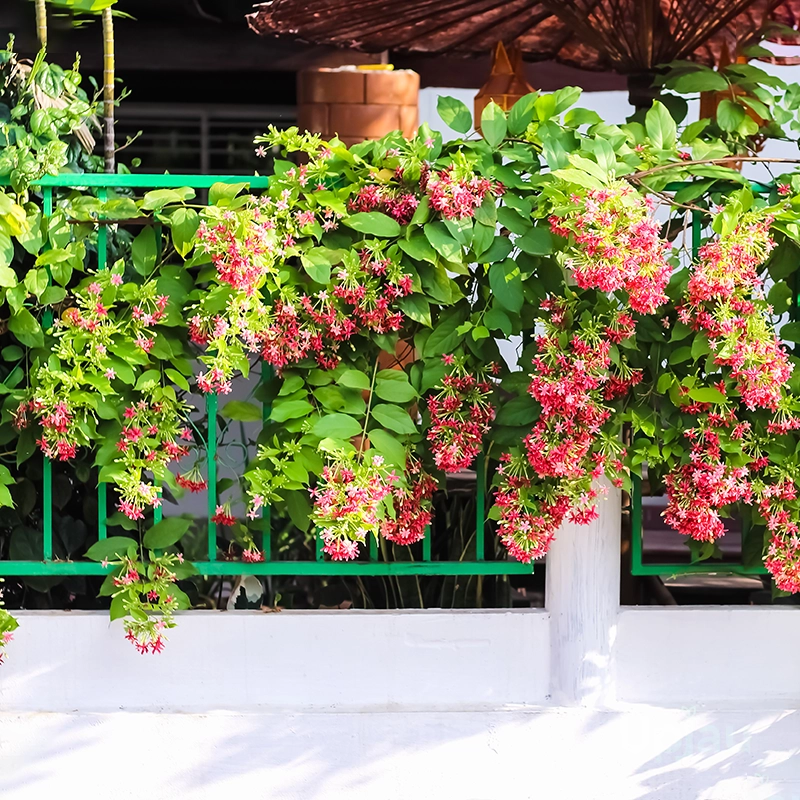 Madhumalti Rangoon Climber - Image 2