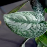 Buy Satin Money Plant sapling with silver variegated leaves