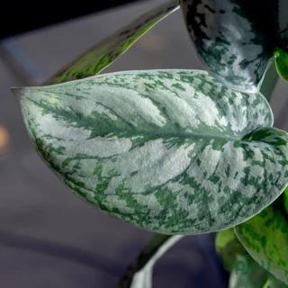 satin pothos silver variegated leaves indoor plant india