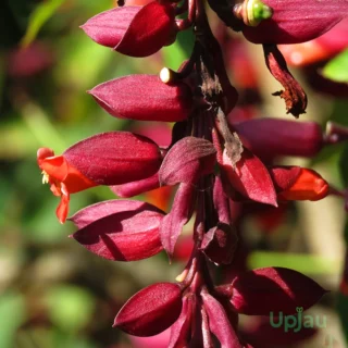 Scarlet Clock Vine