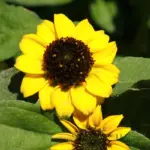 dwarf / mini sunflower seeds for planting in India (hybrid pack of 30)