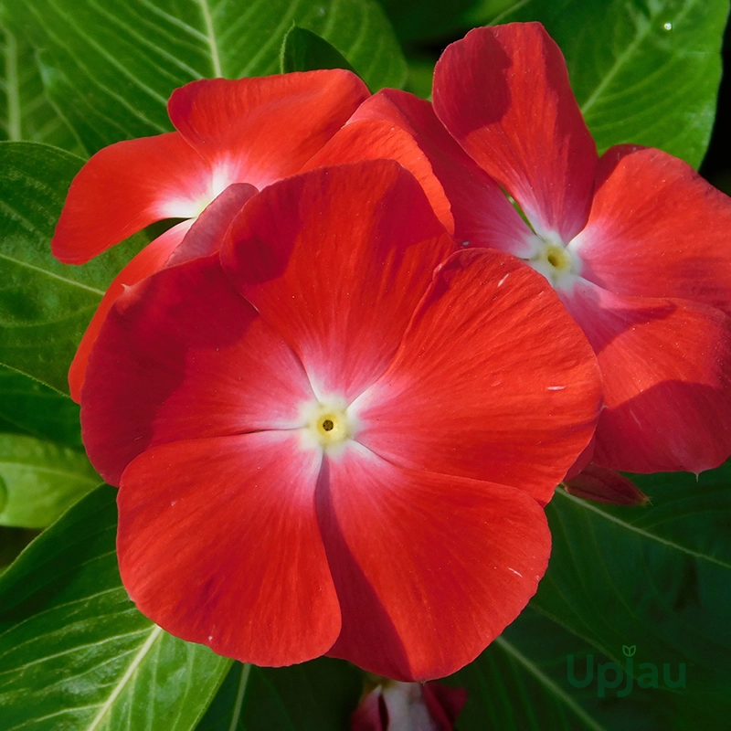 vinca-orange-flower-plant