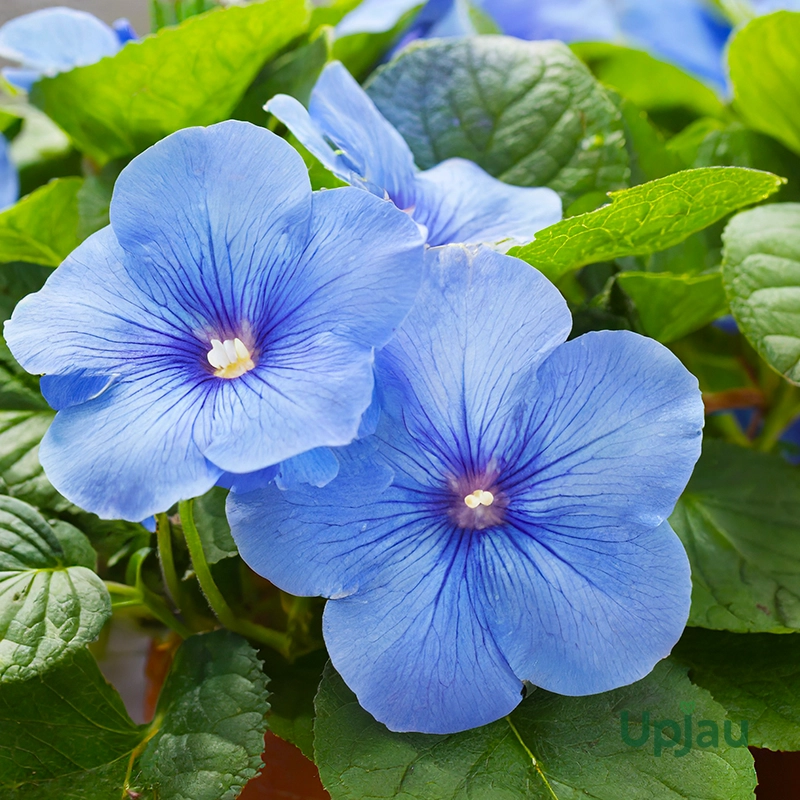 Achimenes Blue Bulb