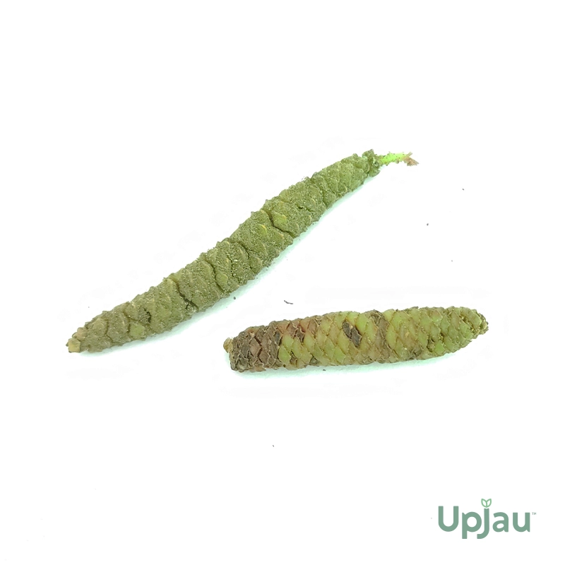 Achimenes Blue Bulb - Image 2