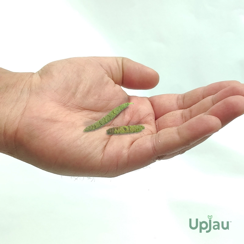 Achimenes Blue Bulb - Image 3