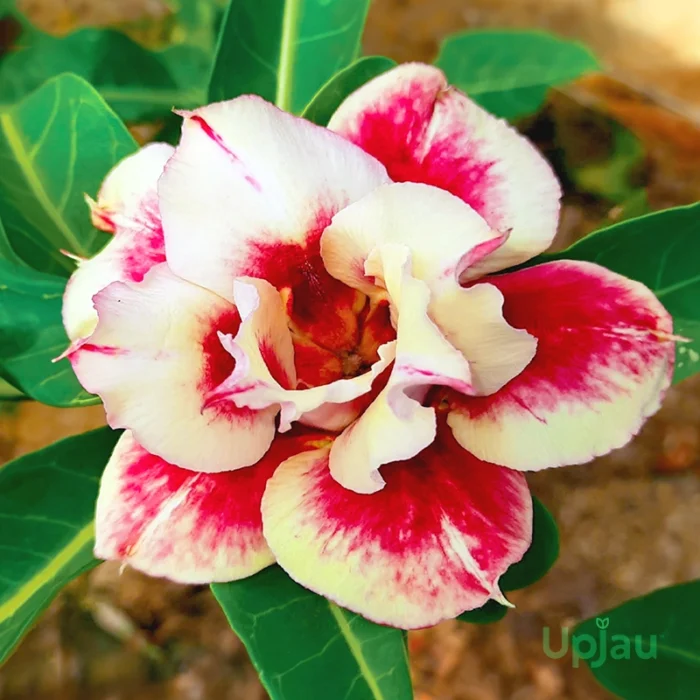 Triple Petal Double Colour Adenium Plant