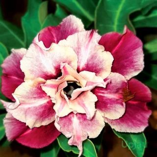 Triple Petal Cream and Maroon Adenium Plant