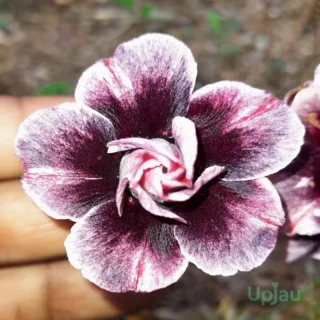 Triple Petal Pastel Purple Adenium Plant