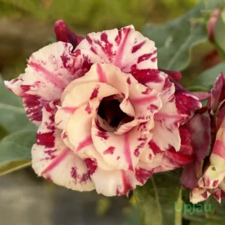 Triple Petal Marble Maroon Adenium Plant