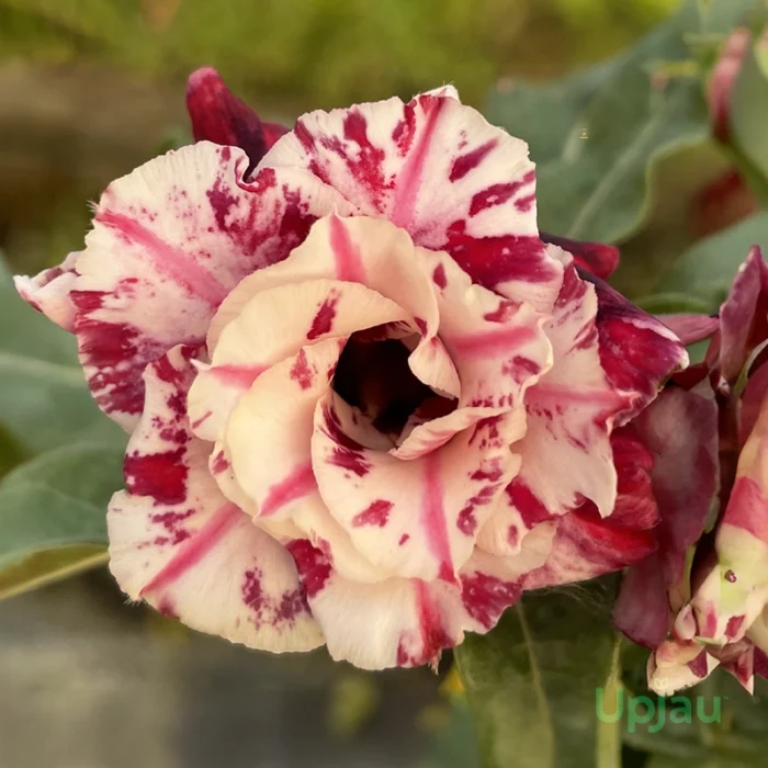 Triple Petal Marble Maroon Adenium Plant
