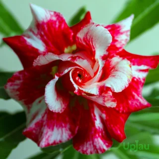 Triple Petal Hot Red Adenium Plant