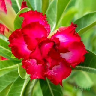 Triple Petal Red and White Adenium Plant