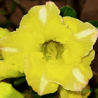Single Petal Yellow Adenium Plant