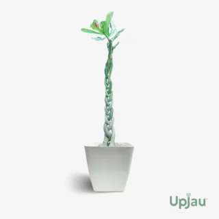 Adenium Desert Rose Plant