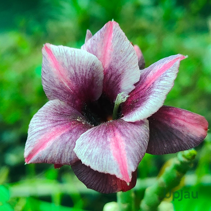 Adenium Braided Style / Twister Grafted - Rare Desert Rose - Image 2