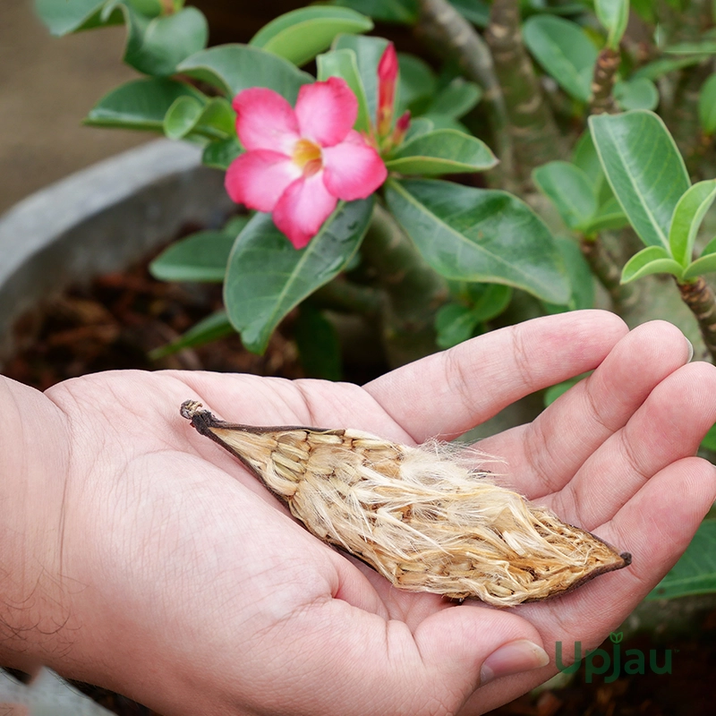 Adenium Arabicum Rare Seeds (5 Seeds) - Image 2