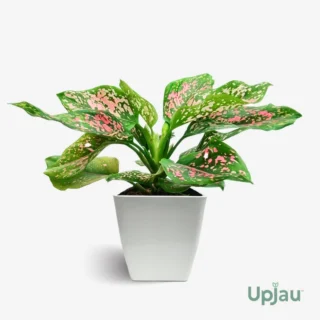 Aglaonema Dalmatian (Large)