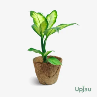 Dieffenbachia Camille / Dumb Cane / Leopard Lily