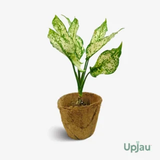 Aglaonema Snow White