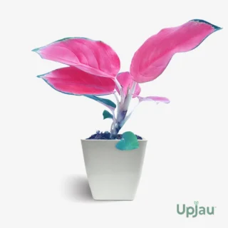 Aglaonema Thailand Red