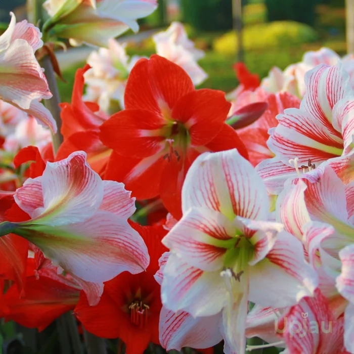 Single Petal Amaryllis Lily bulbs