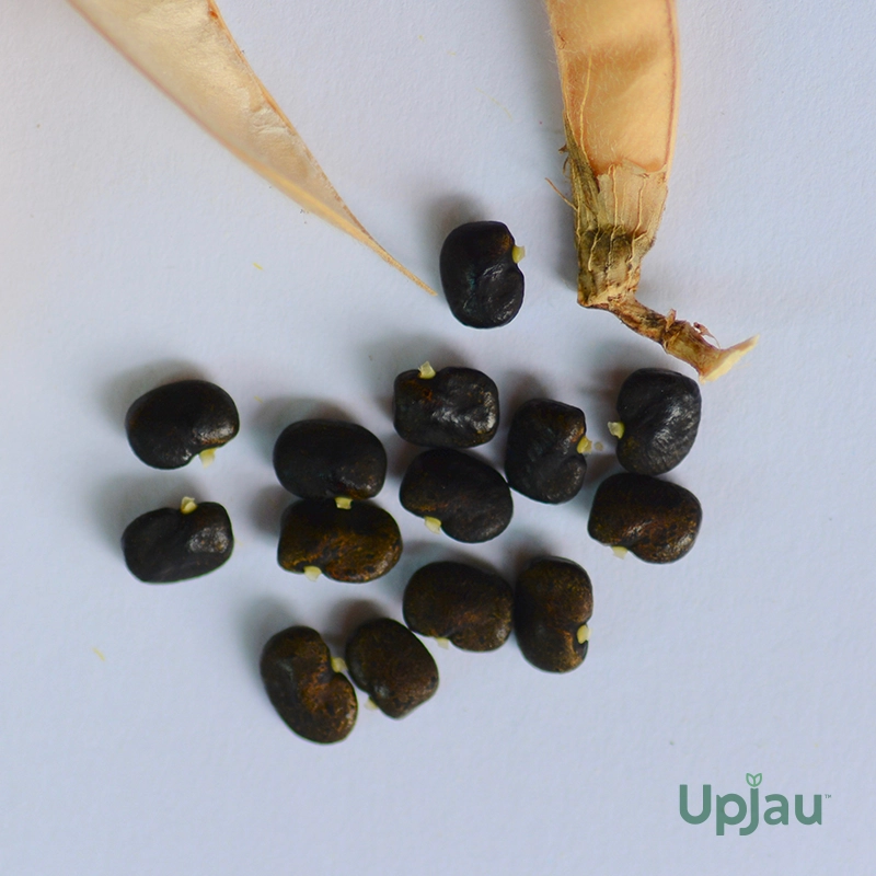 Aprajita Butterfly Pea Clitoria Nilkantha Double Petal Blue (5 Seeds) - Image 2