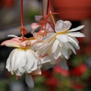 Hanging Begonia Mix Colour Bulb (Imported)