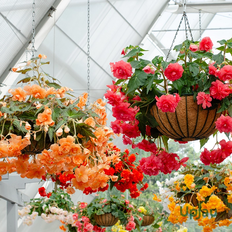 Hanging Begonia Mix Colour Bulb (Imported) - Image 2